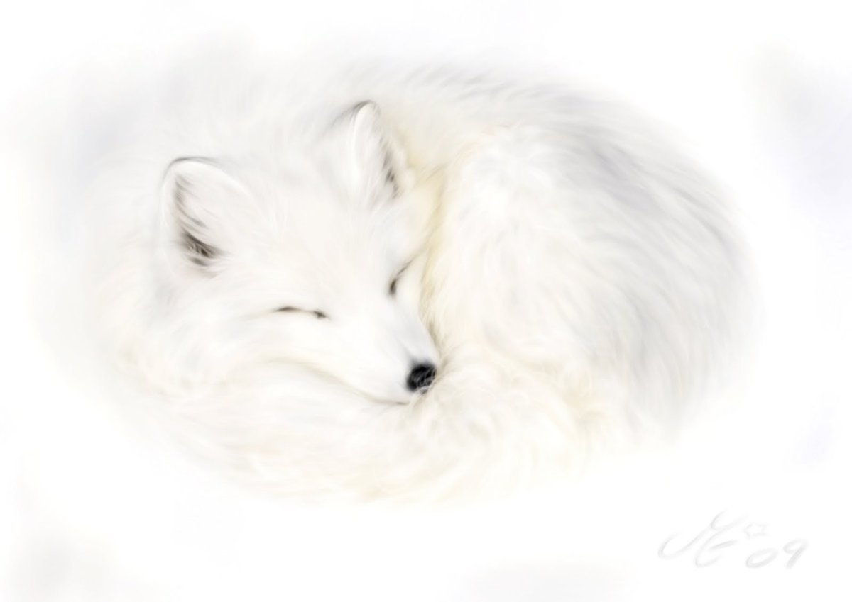 Лисенок набросок