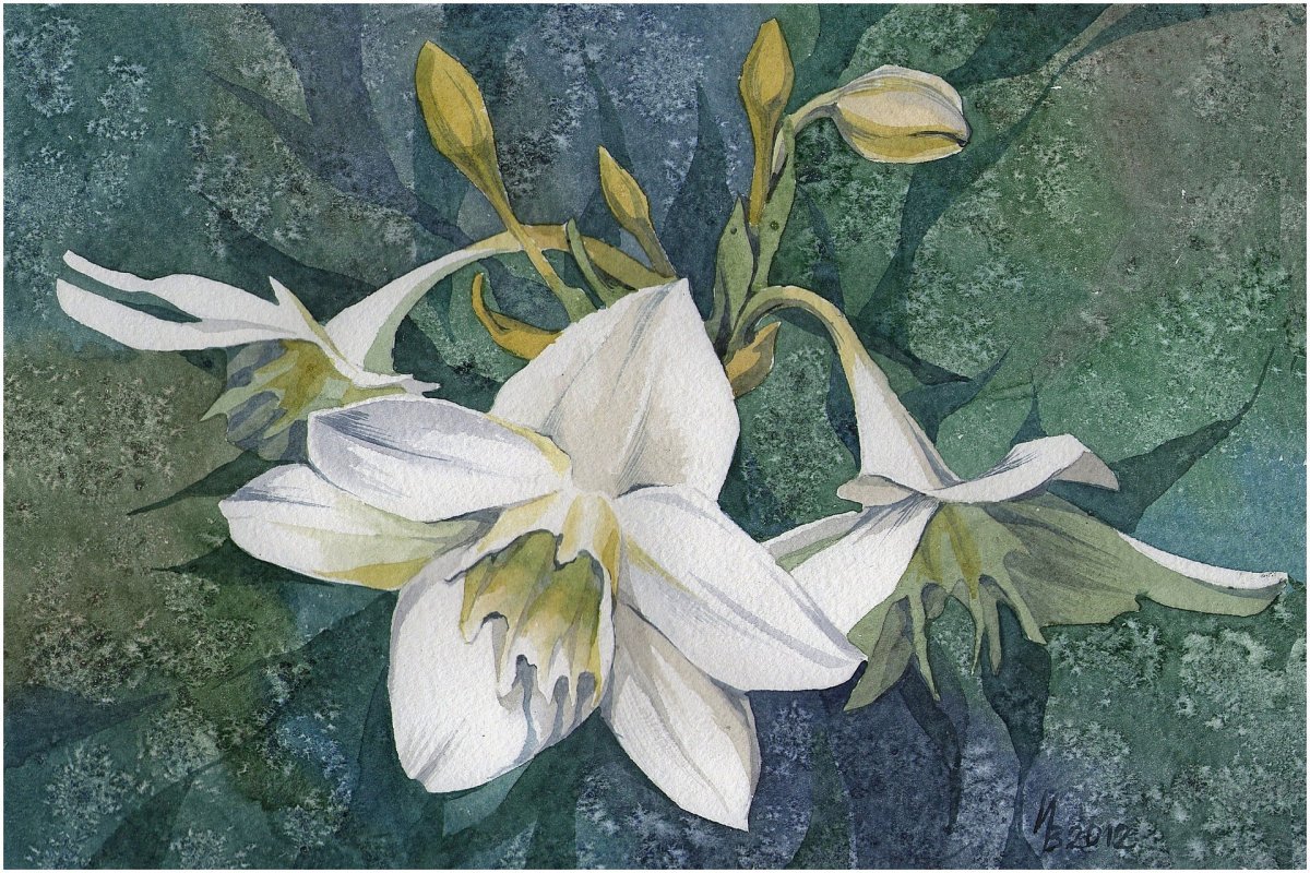 Эухарис акварелью