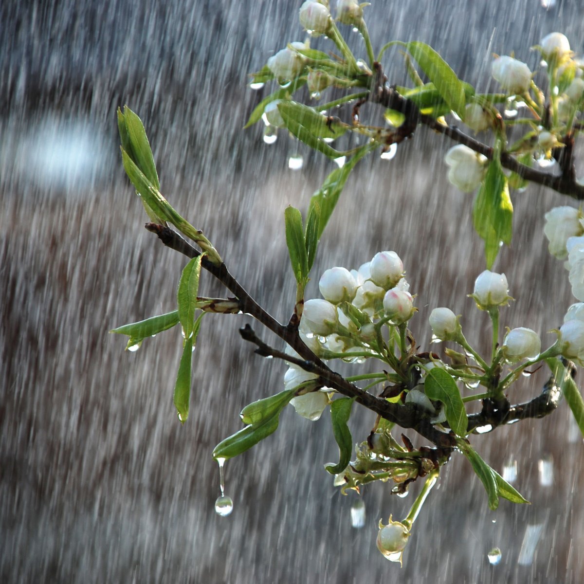 Весною дождь какой. Дождь весной. Весенний дождик.