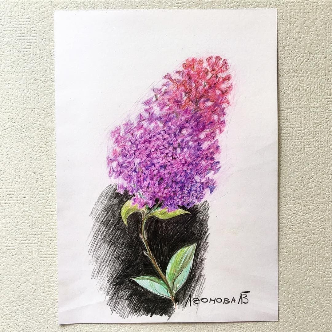 Сирень цветными карандашами