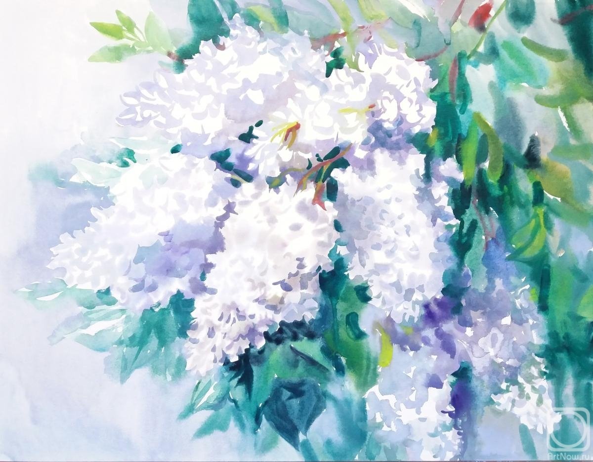 Александр Зыбин сирень акварель