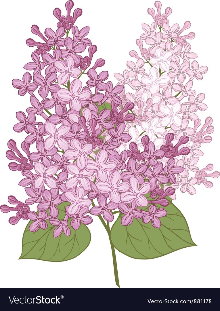 Сирень для вырезания