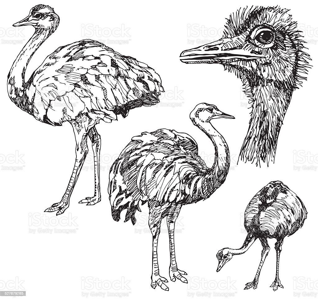Страус эму раскраска для детей