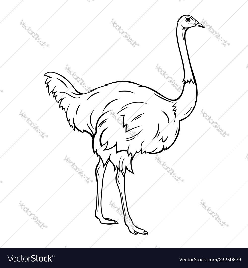 Страус эму для детей животное