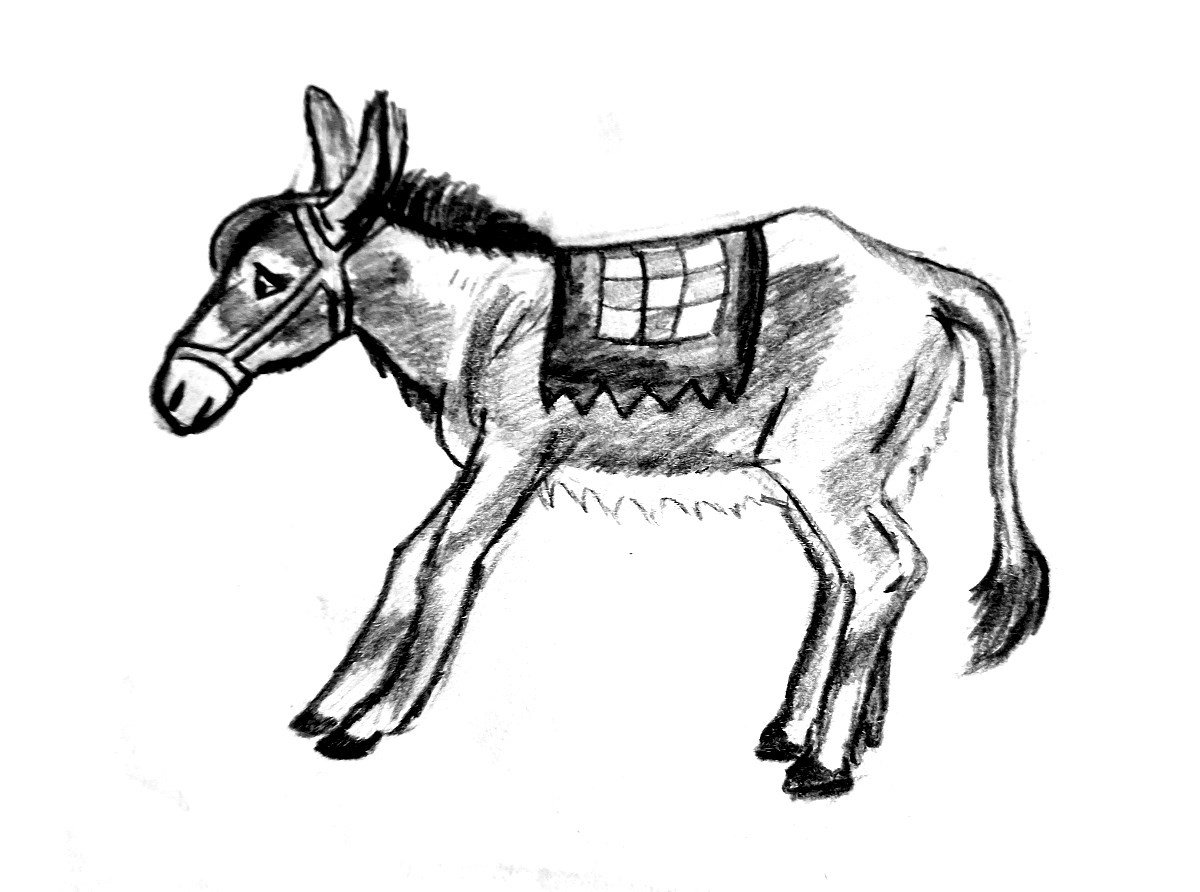 Животный осел карандаши