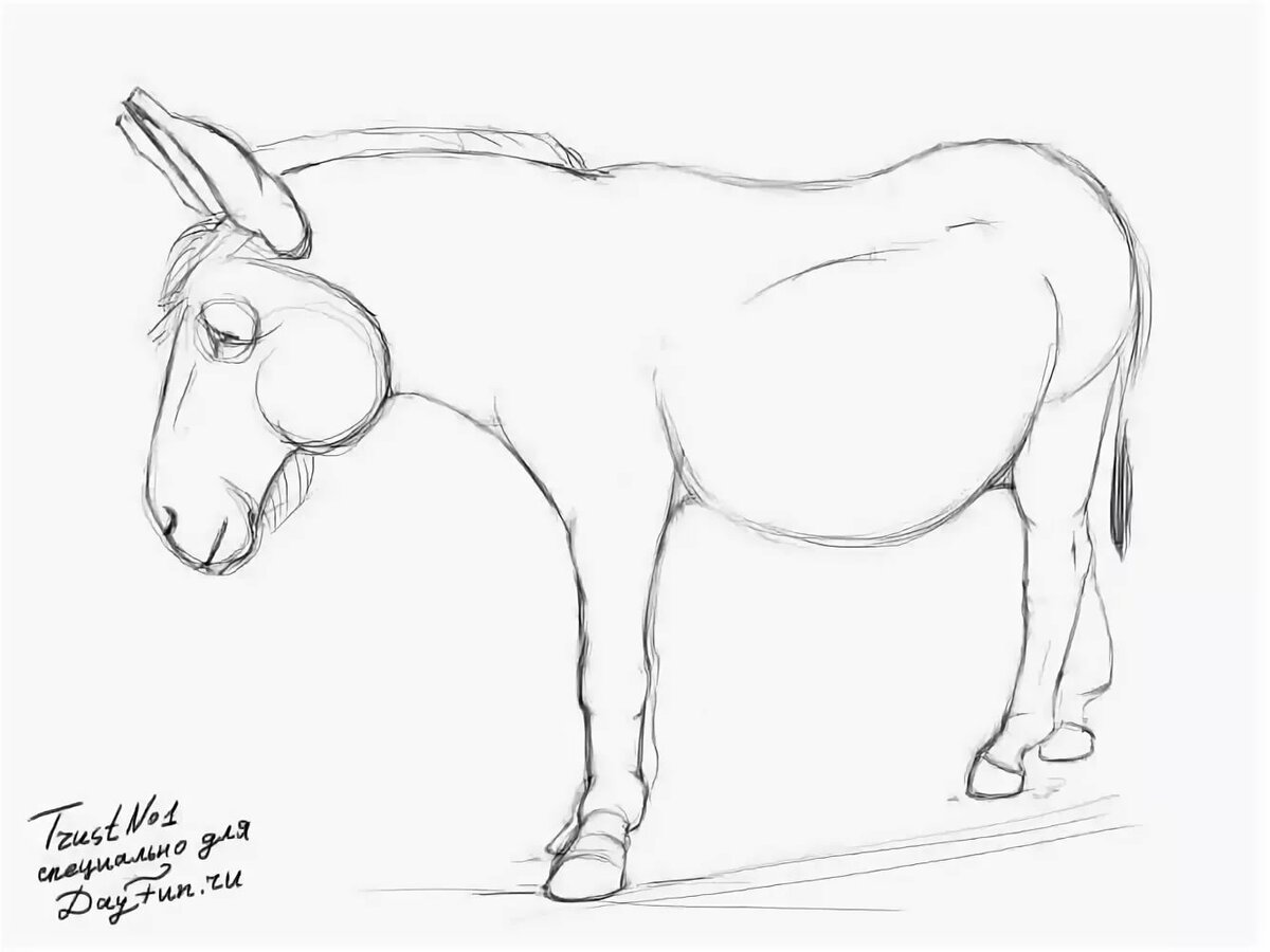 Ослик рисунок карандашом