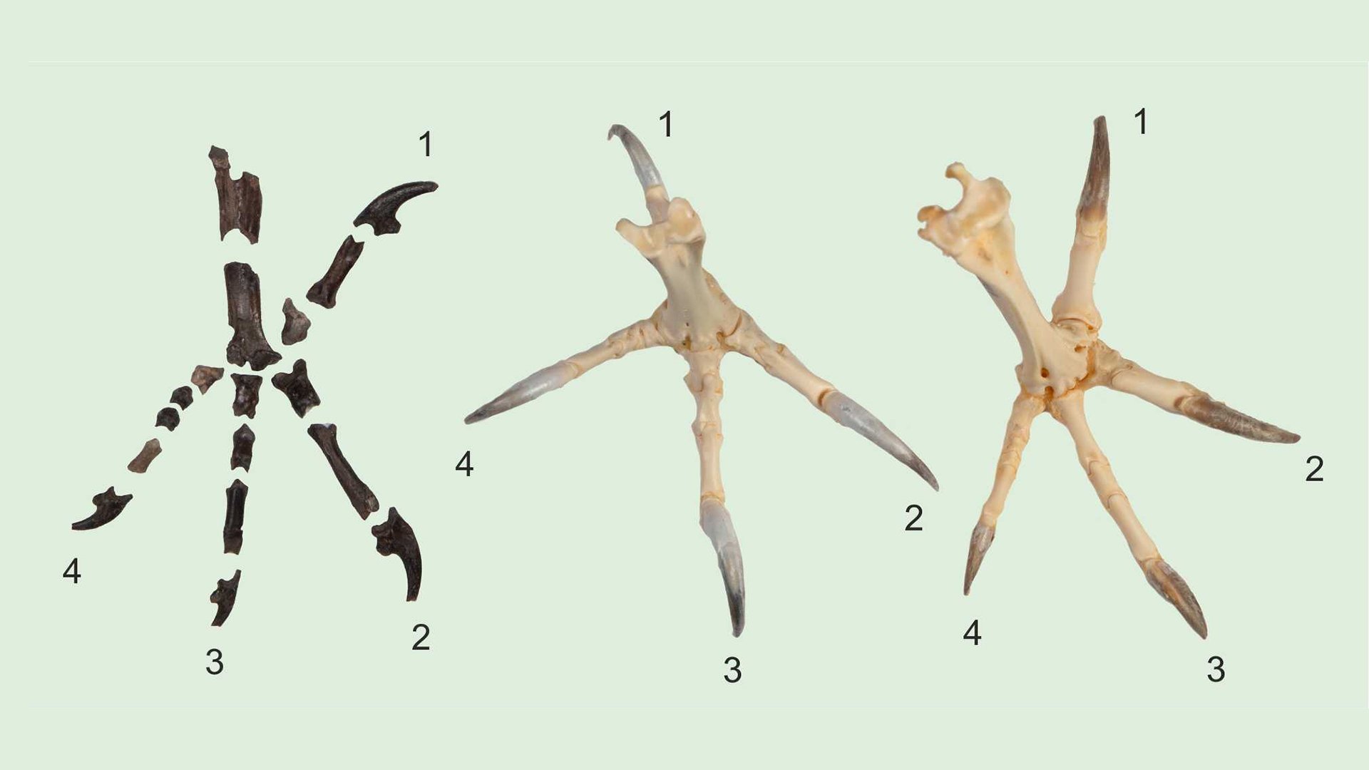 Кости верхних конечностей птиц. Primoptynx poliotauros. Орел Хааста скелет. Лапы птиц. Скелет лапы птицы.