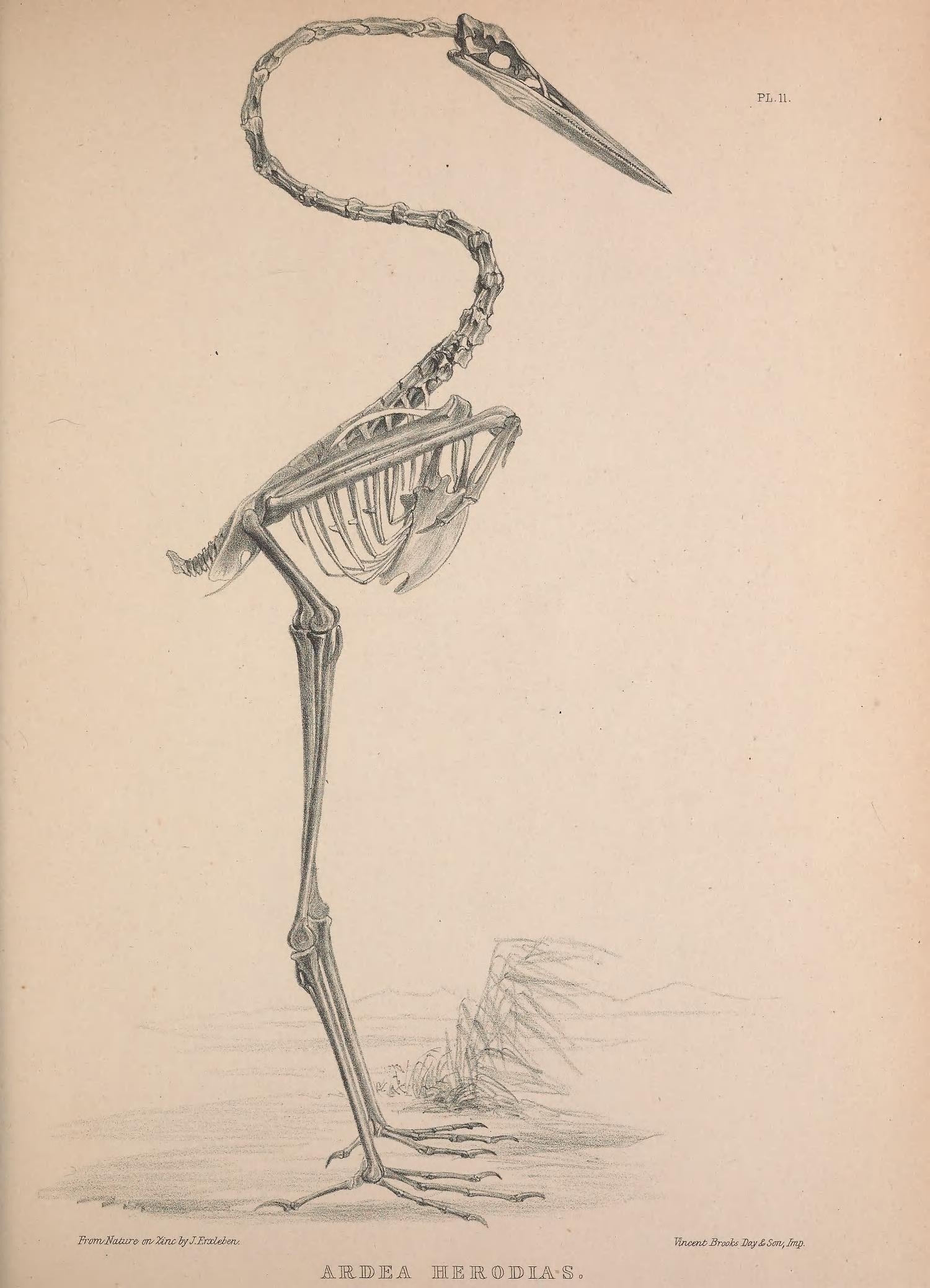 Анатомия скелета Цапли