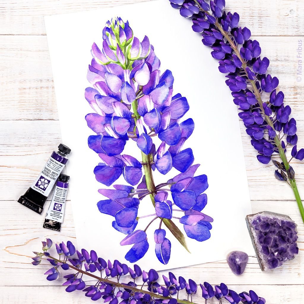 Люпины скетч