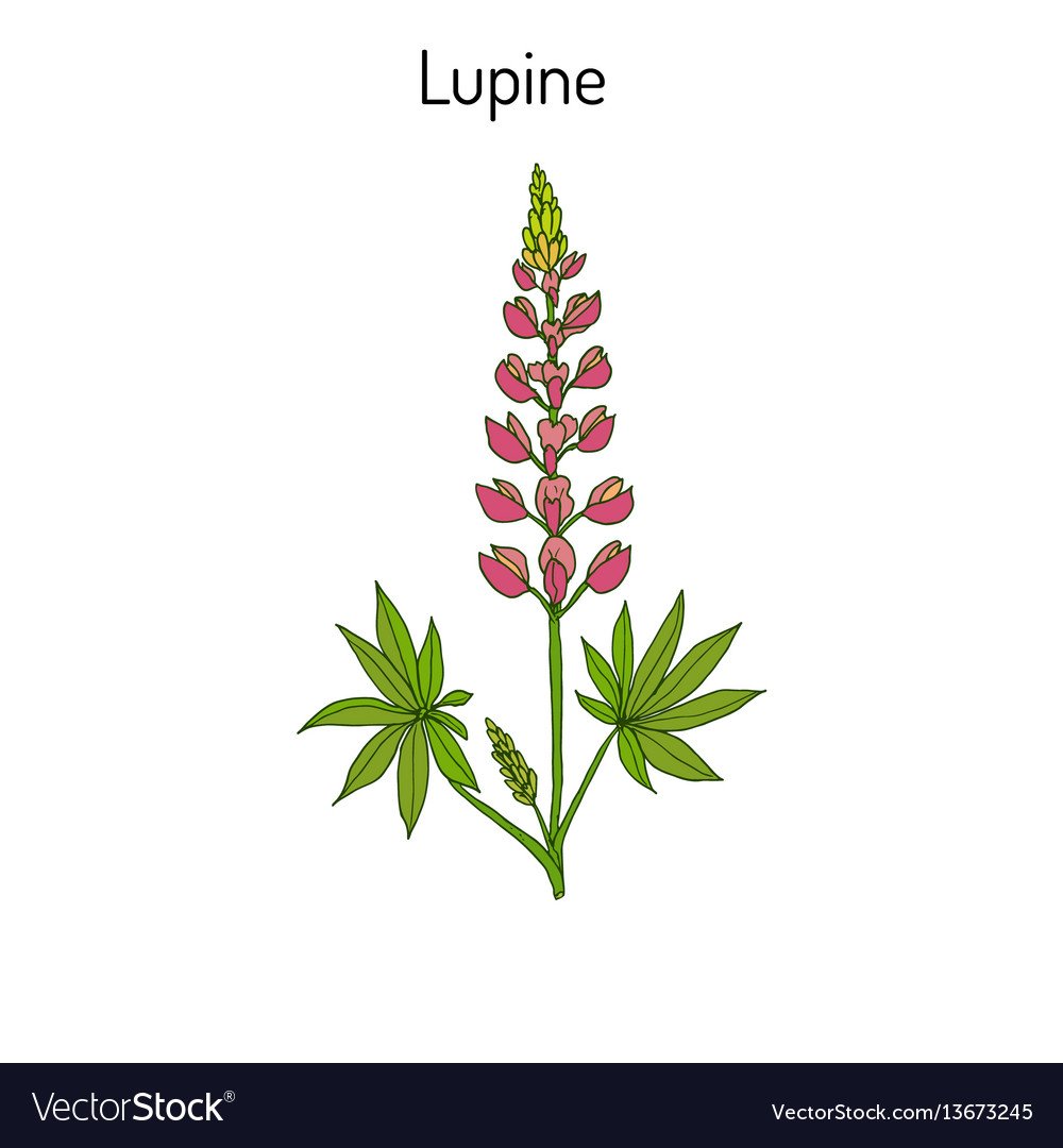 Люпин на белом фоне