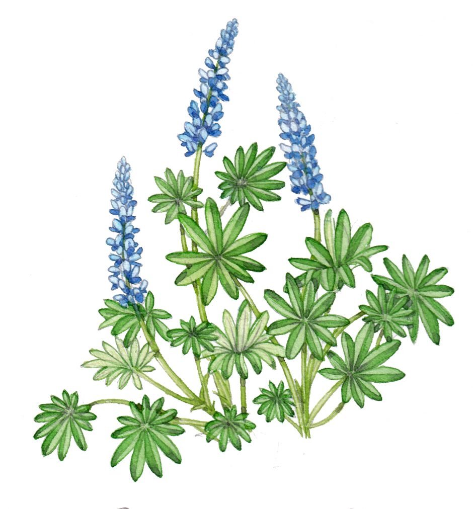 Люпин карандашом