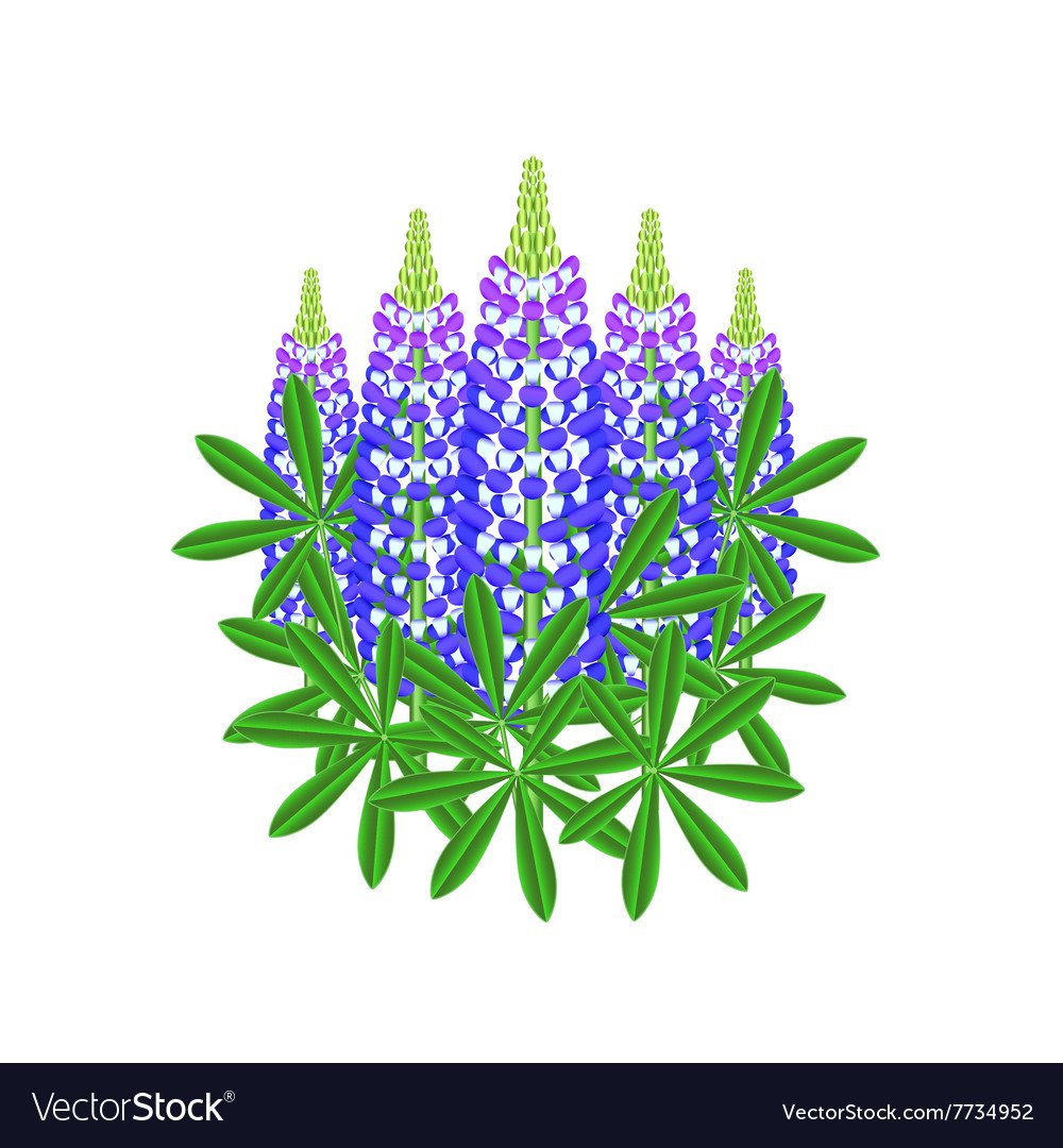 Люпины Ботаническая акварель