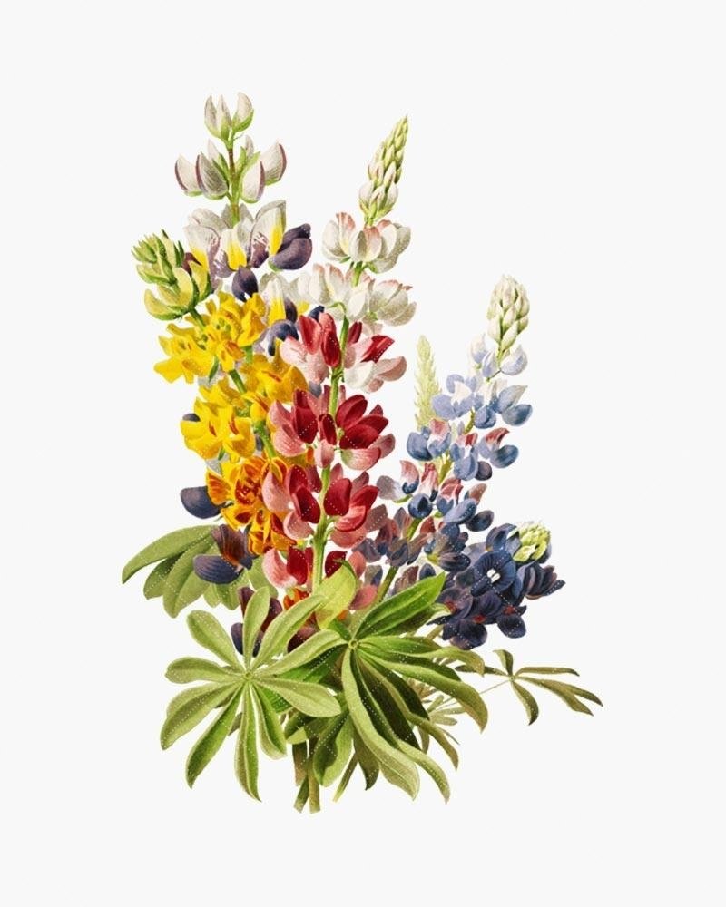 Стилизация люпинов