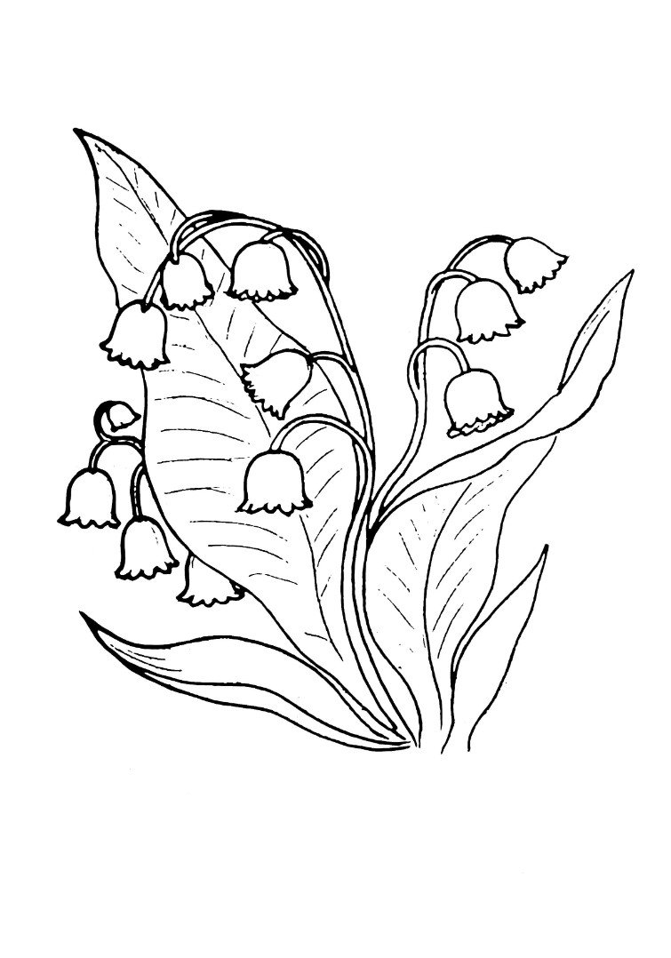 Ландыш раскраска для детей
