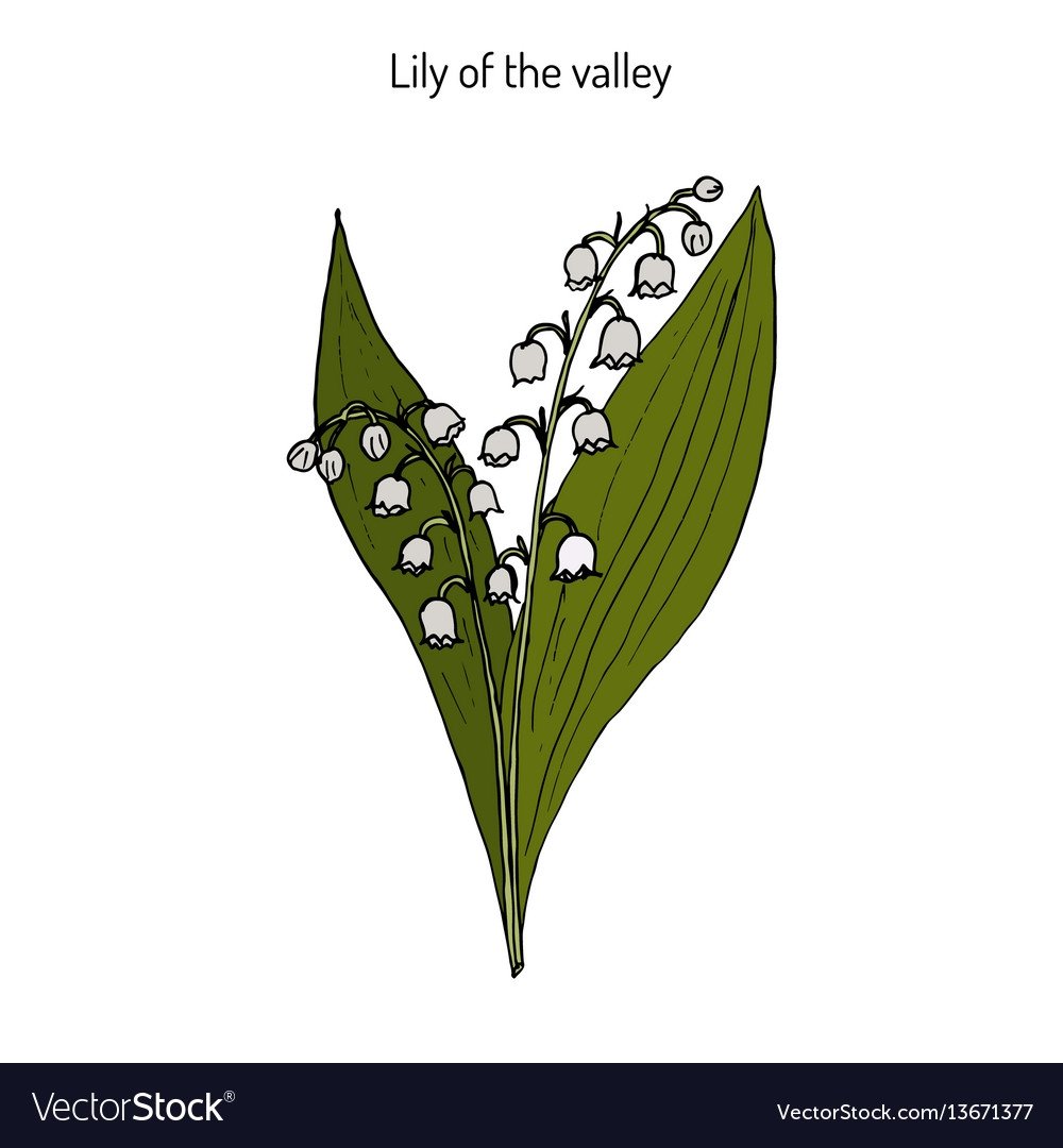 Орнамент с ландышами в полосе