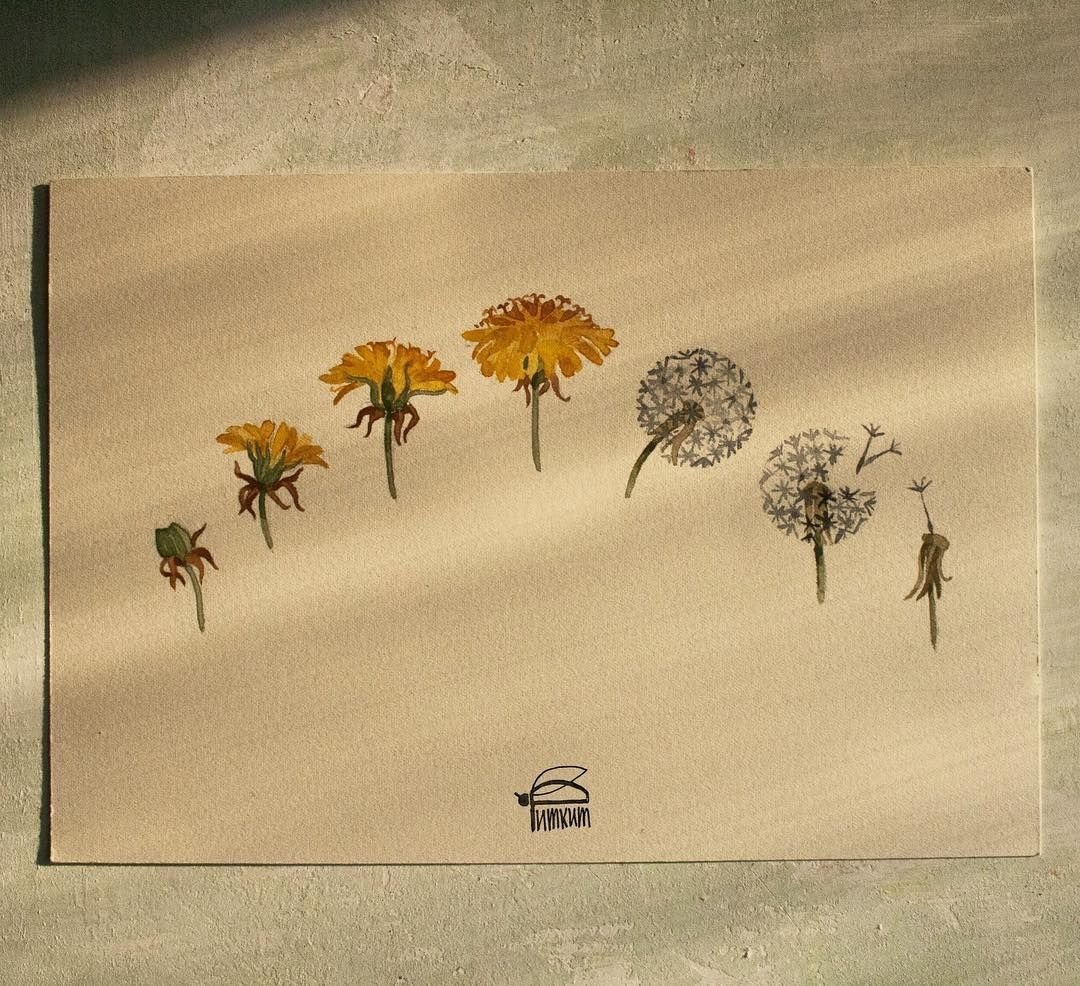 Одуванчик Графика