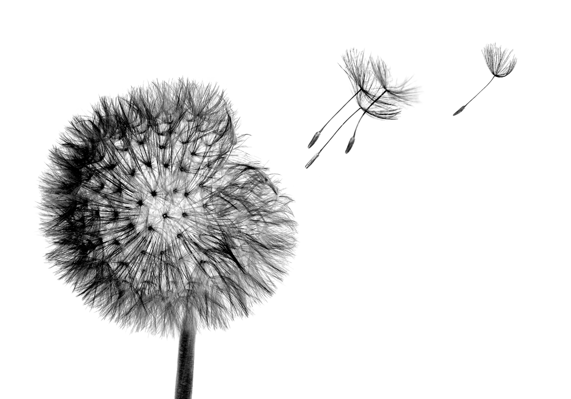 Одуванчик для срисовки