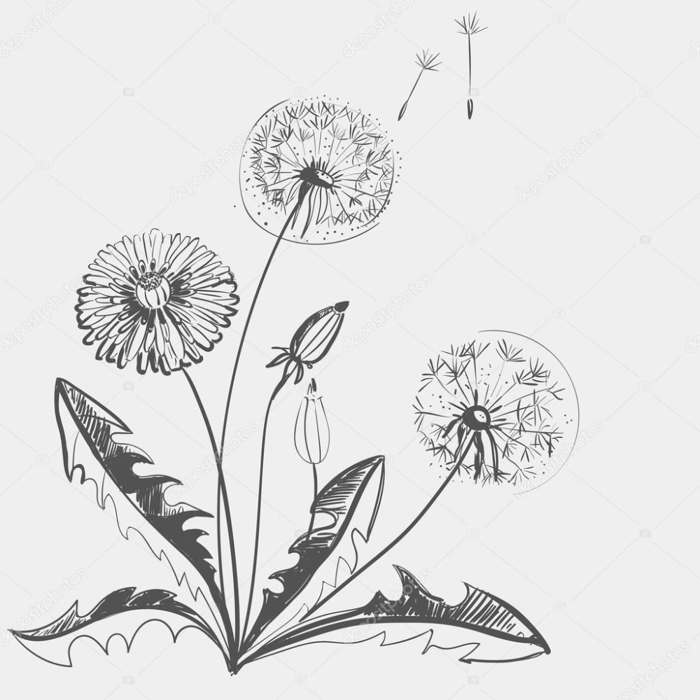 Одуванчик графический