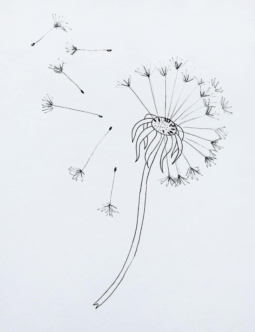 Одуванчик рисунок чб