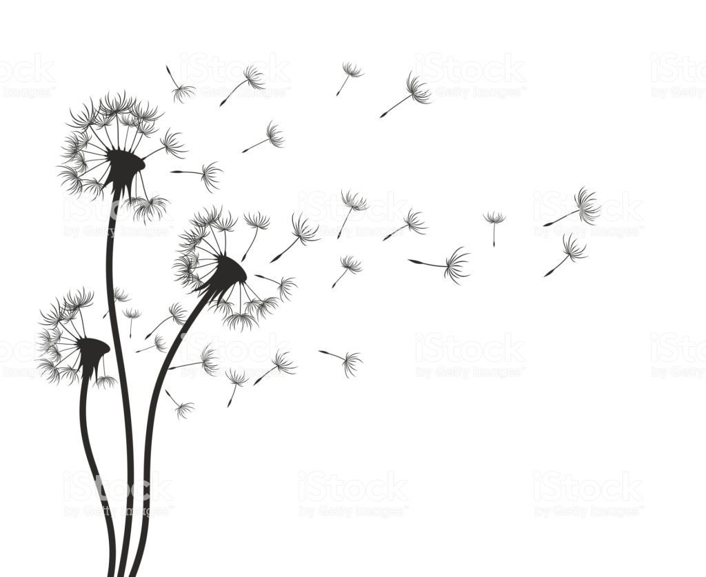 Одуванчик простым карандашом