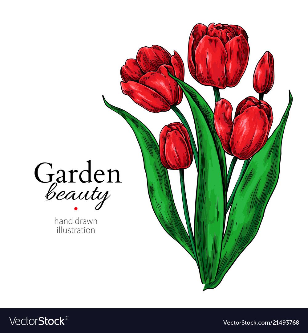 Нарисовать букет тюльпанов в руках