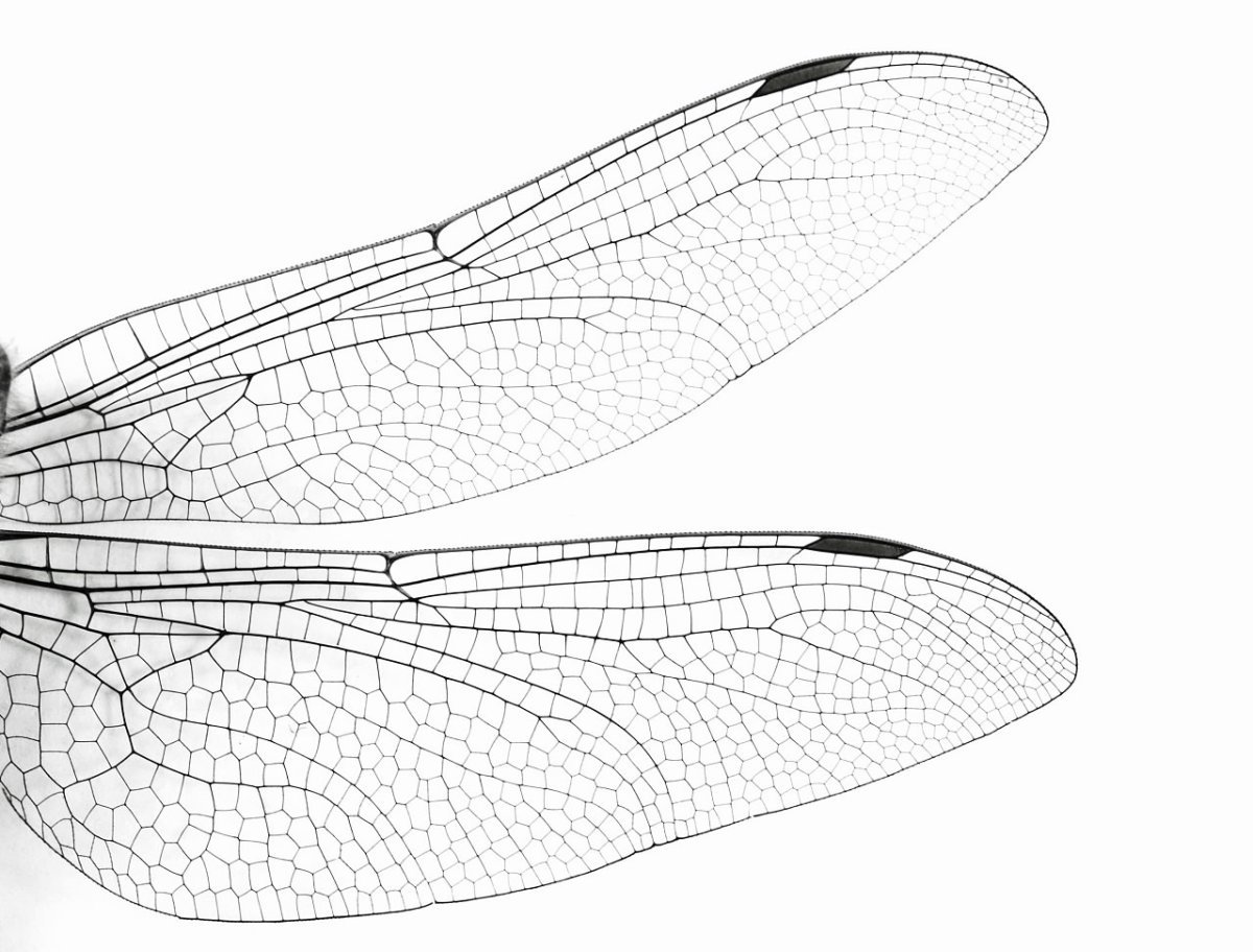 Крылья Стрекозы