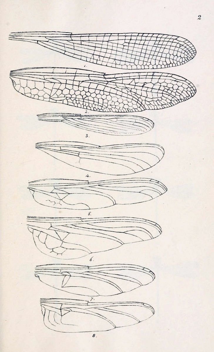 Крылья Стрекозы рисунок