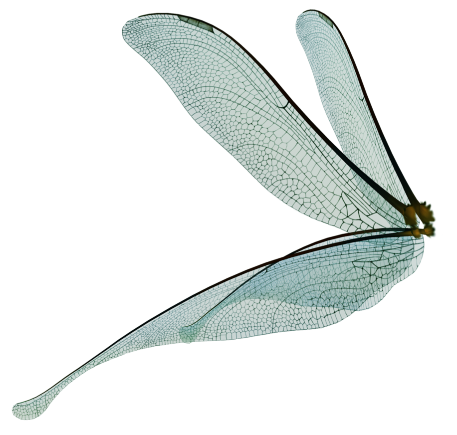 Крылья стрекозы рисунок