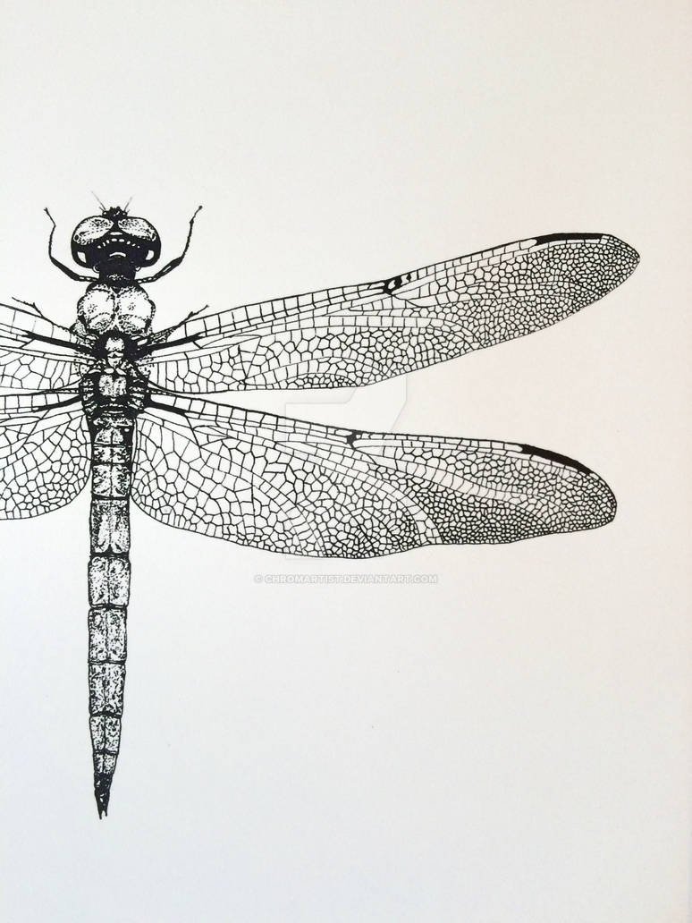 Стрекоза симметрия