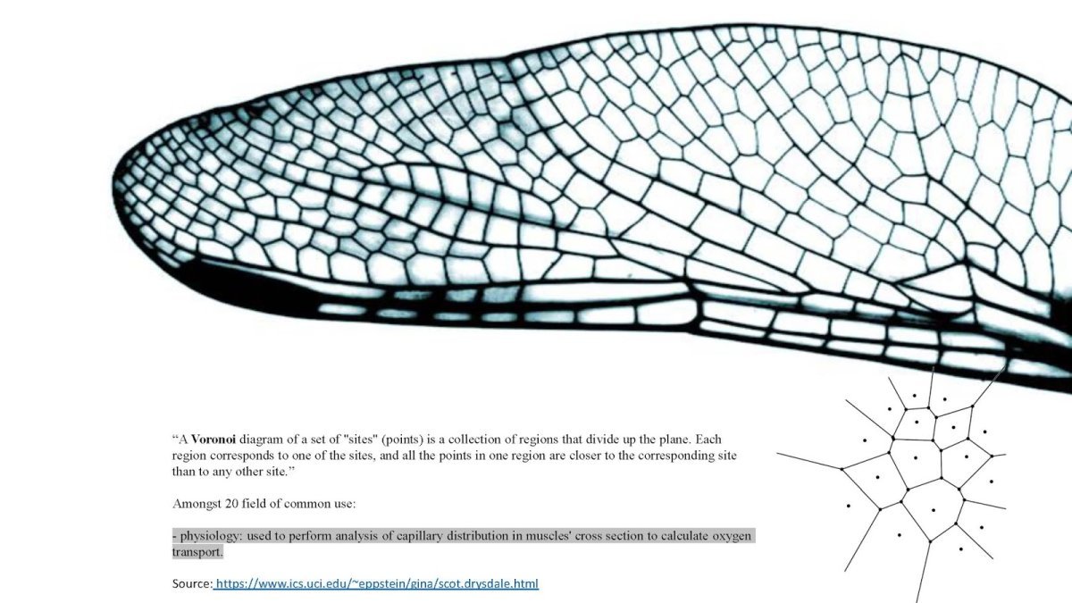 Фактура крыла Стрекозы