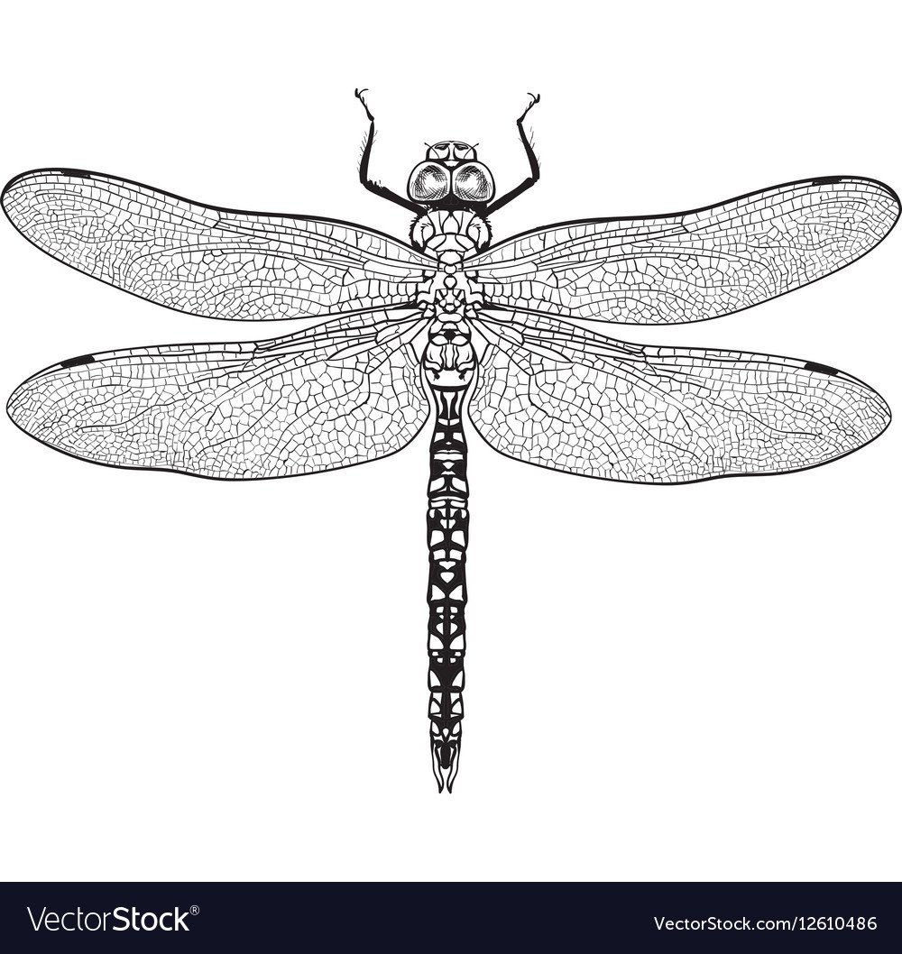 Крылья Стрекозы черно белые