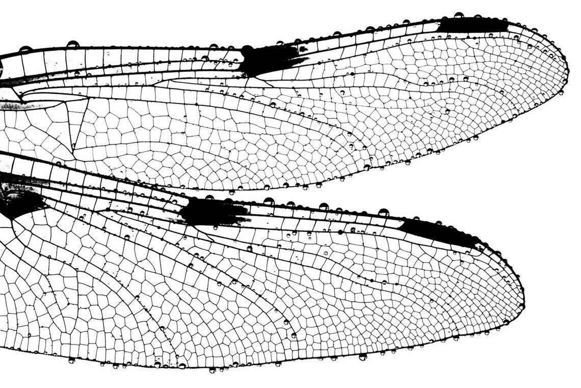 Крылья Стрекозы на белом фоне