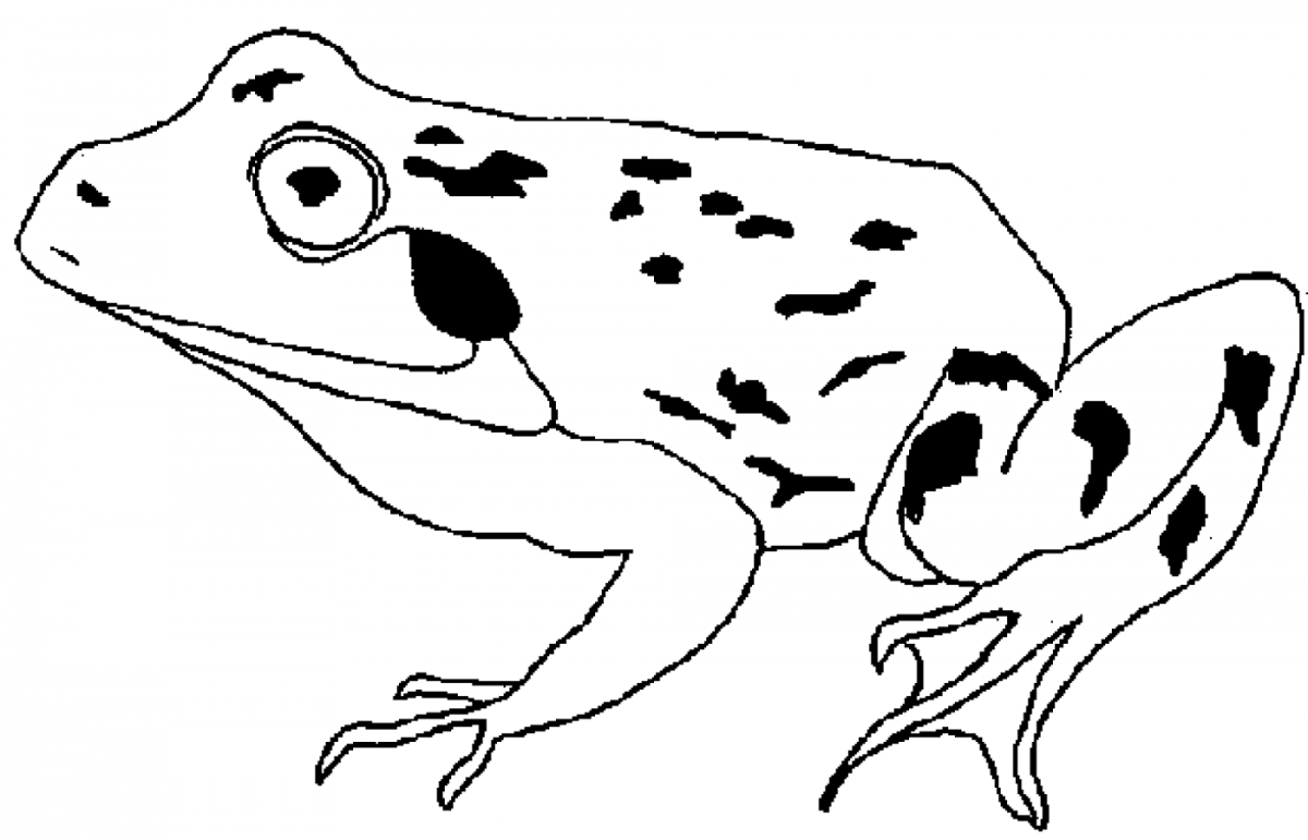 Лягушка для рисования