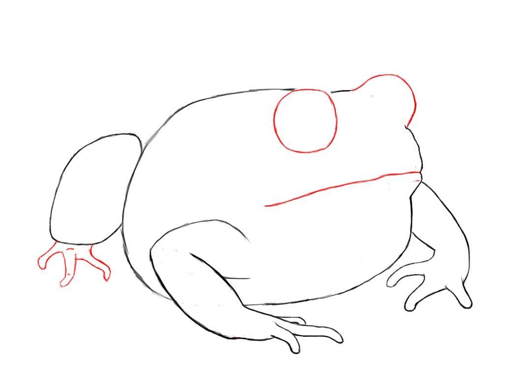 Контур тела лягушки