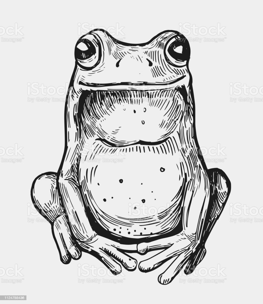 12 Лягушек эскиз