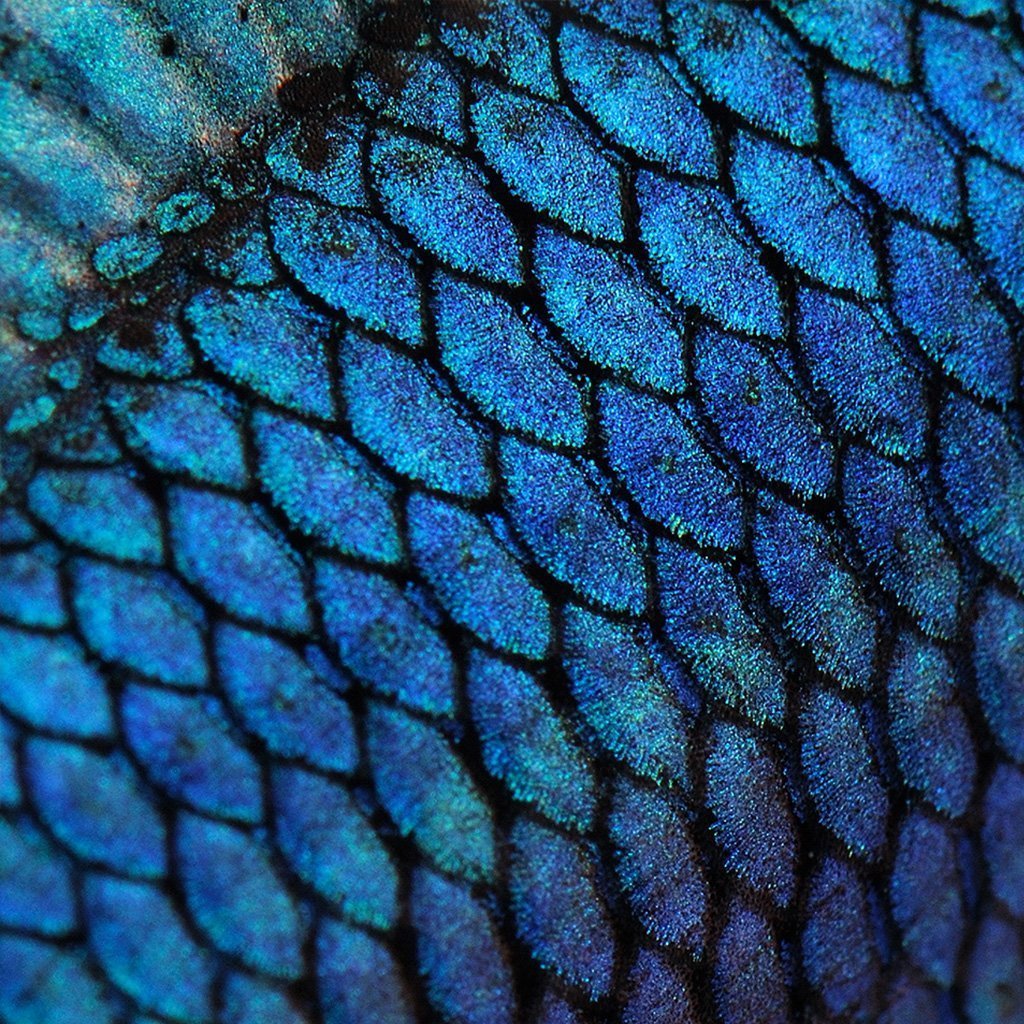 Орнамент в виде рыбьей чешуи