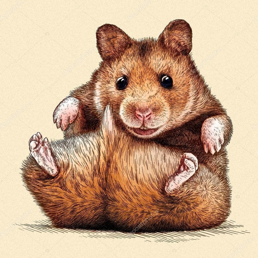 Хомяк рисунок