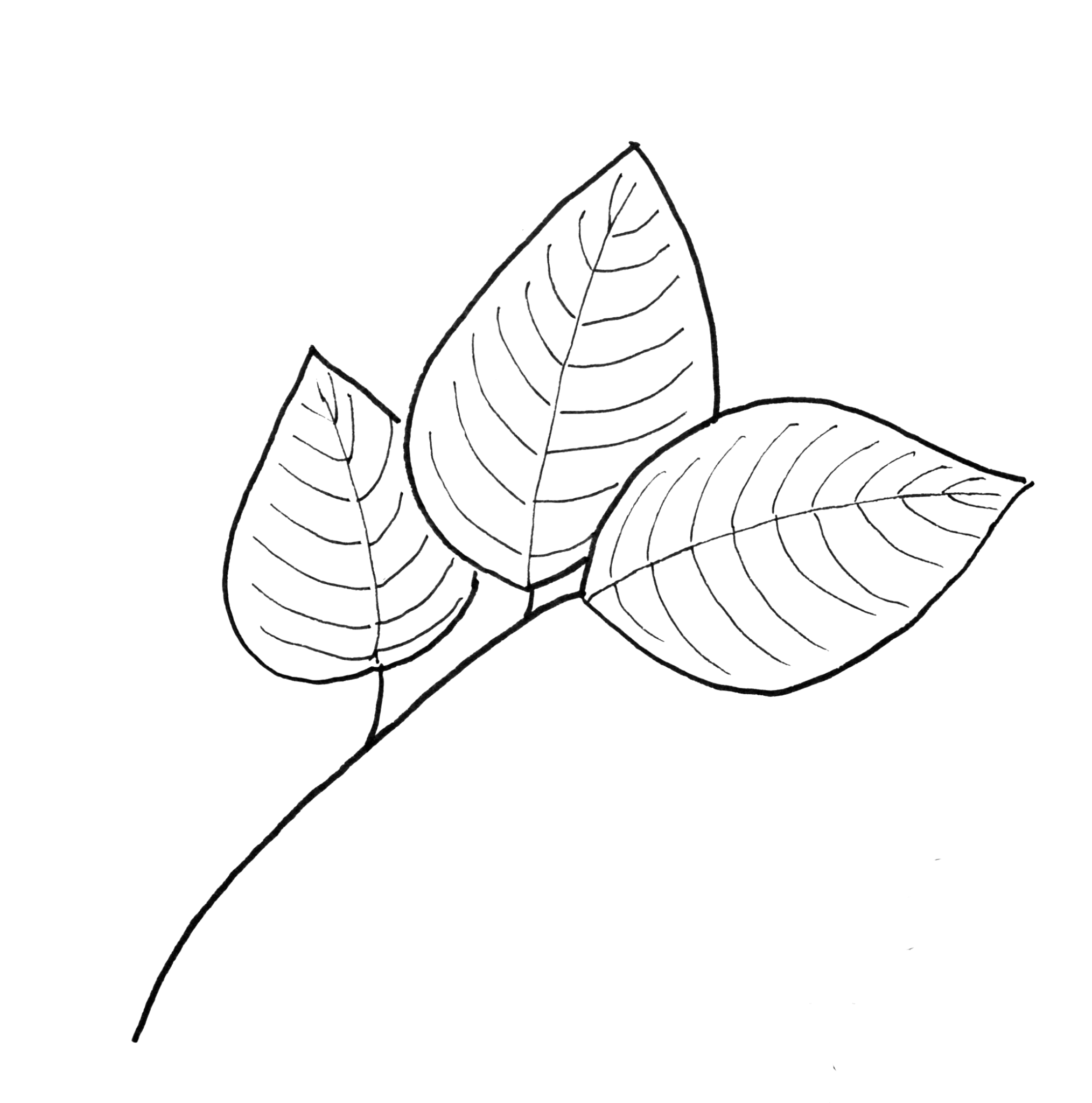Рисование листочки. Листья рисунок. Рисунки для срисовки листья. Рисунки листиков для срисовки. Листья карандашом.