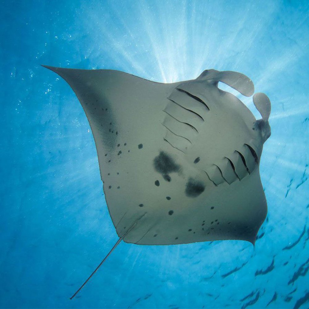Хрящевые рыбы Скат Манта