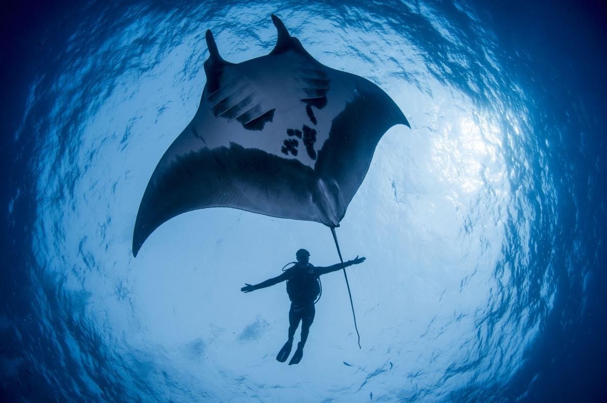 Самый большой Скат Манта