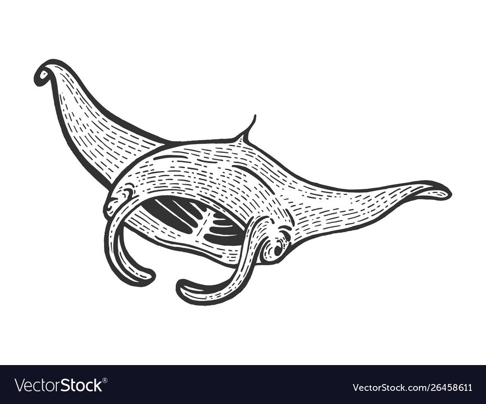 Скат трафарет