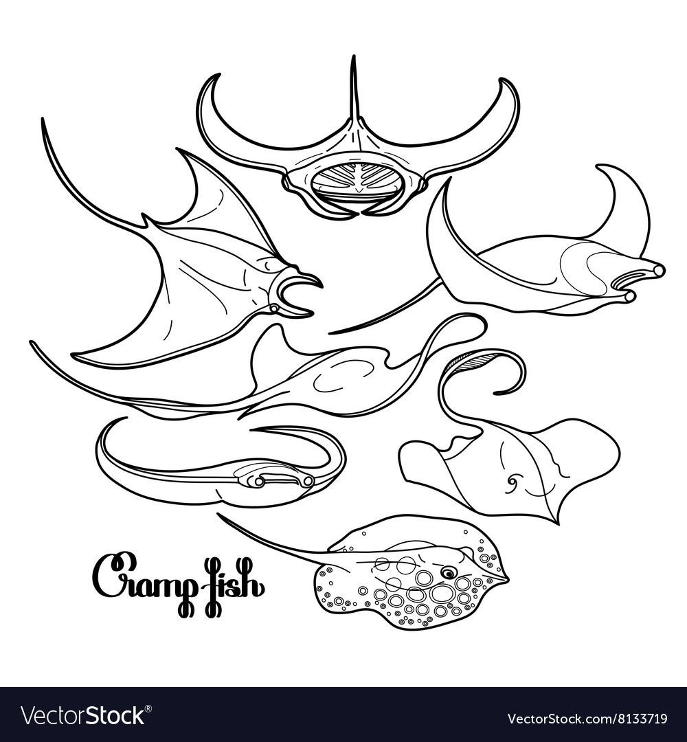 Манты Векторная Графика