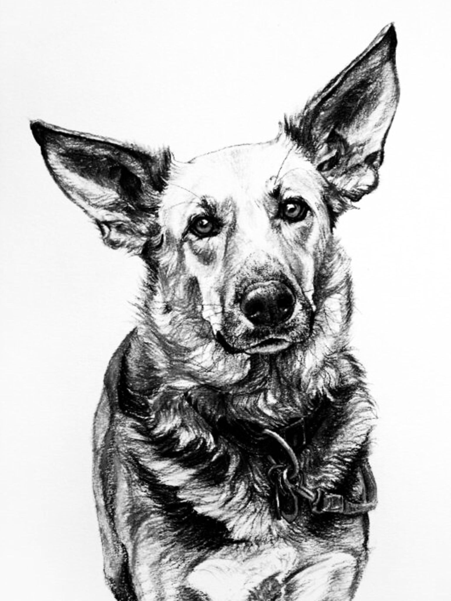 Рисунок собаки графика. Зарисовки собак. Наброски собак. Собака скетч. Зарисовки собак карандашом.