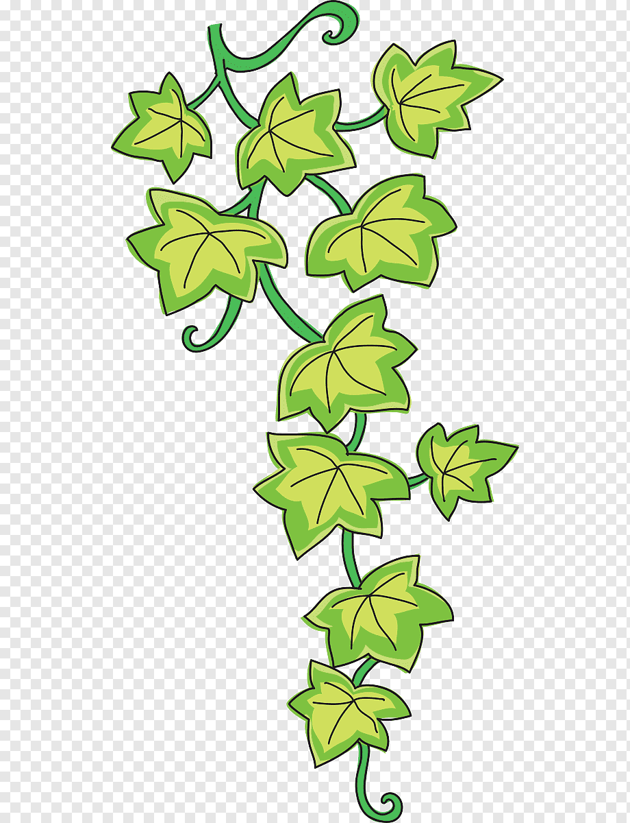 Плющ обыкновенный ветка