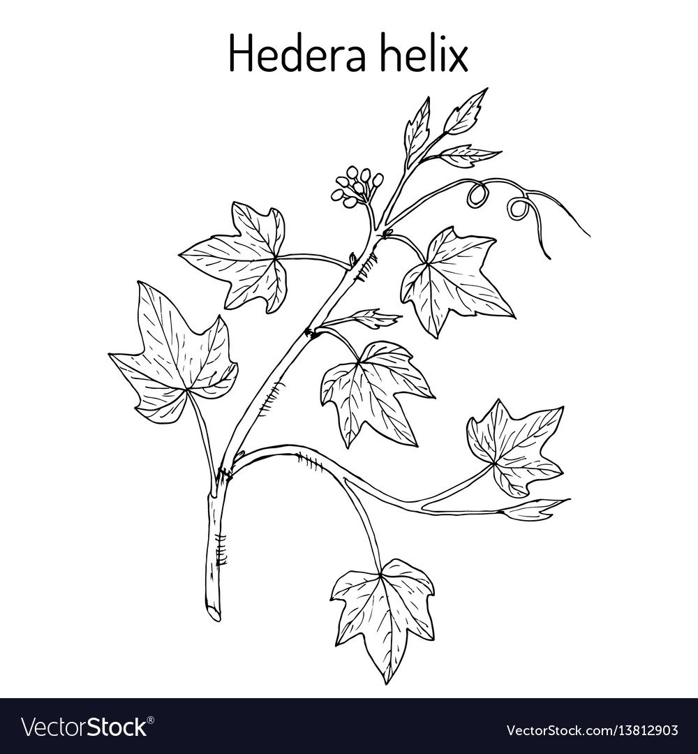 Плющ раскраска