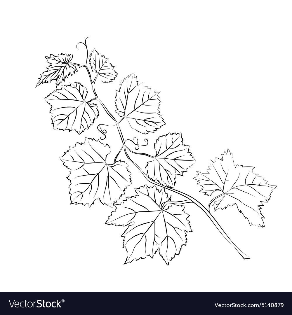 Виноградный лист трафарет