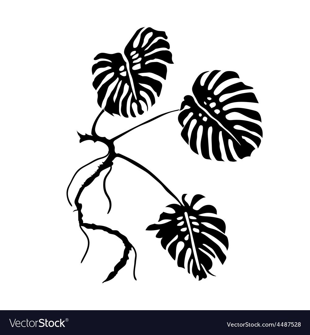 Монстера вектор контур