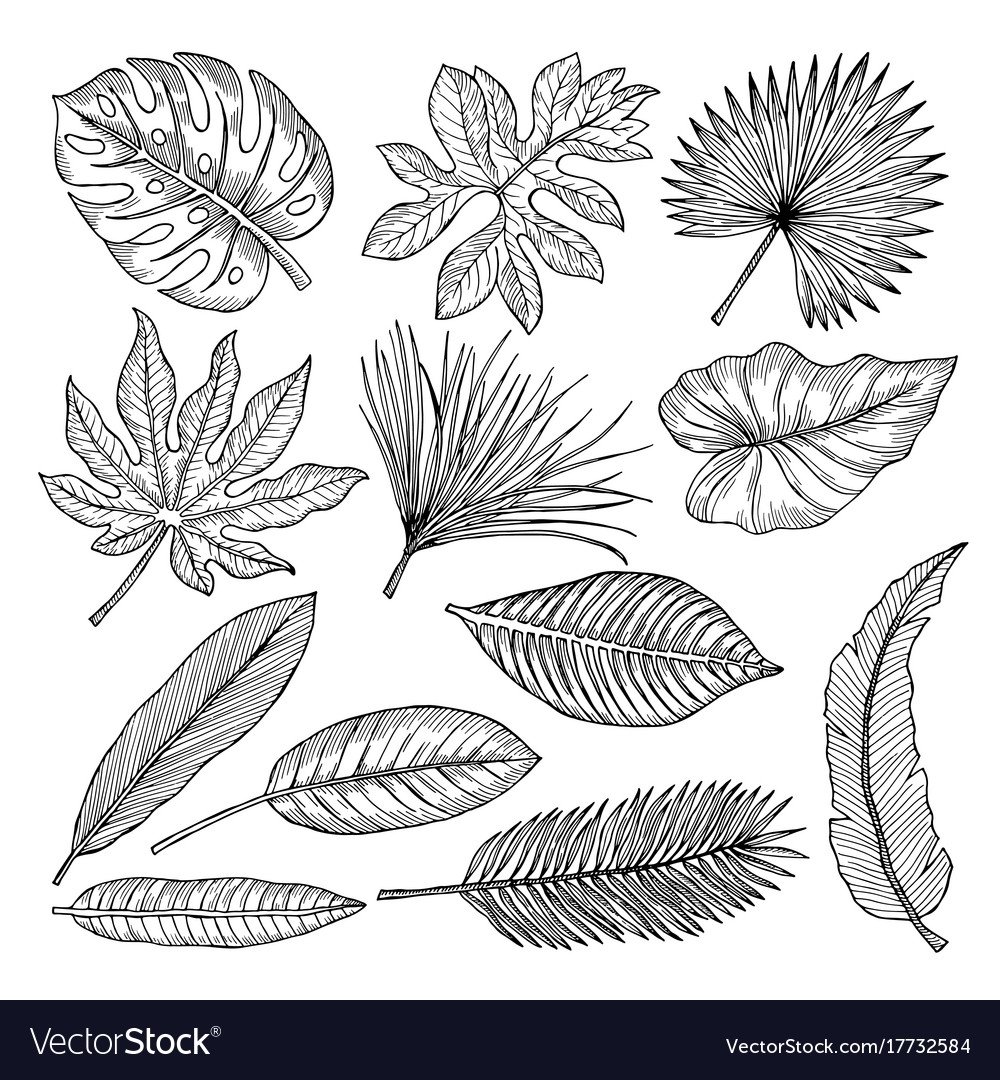 Листы растений тропические зарисовка