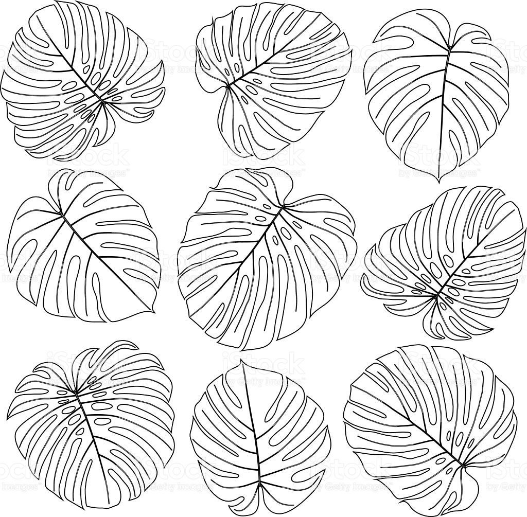 Монстера черно белая