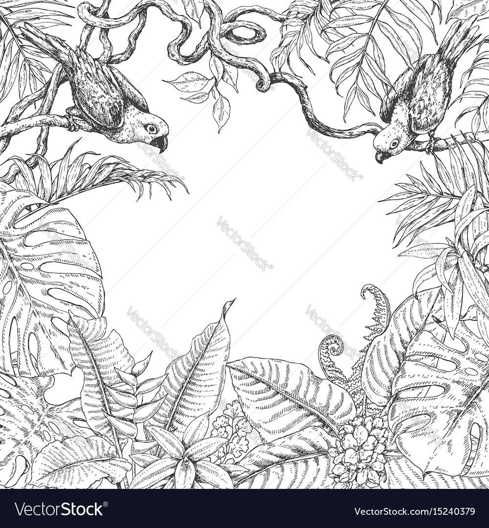 Раскраска лианы джунгли